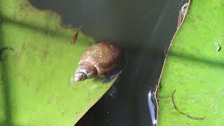 Great pond Snail  Lymnaea stagnalis [upl. by Amaty]