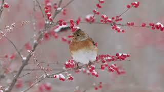 燕雀 Brambling [upl. by Toombs975]