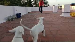 Rajapalayam Dog Jump Training  Puppies Jump Training RajapalayamDog [upl. by Llerrehs133]