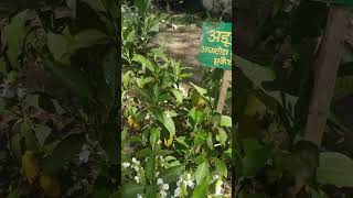 Adathoda Vasica  अडूसा  Family  Acanthaceae [upl. by Esaertal343]