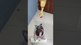 bluecloud americanbullyoficial juguetes pollo shorts shortsviral [upl. by Siraj750]