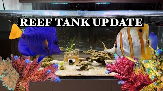 150 Gallon Waterbox Reef Tank December 2024 Update [upl. by Eilsek260]