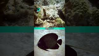 Why I Dive 25 scuba shorts scrawled filefish french angelfish scubadiving [upl. by Mixam]