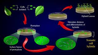 PROTOPLAST FUSION [upl. by Samul31]