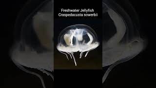 Freshwater Jellyfish  Craspedacusta sowerbii shorts [upl. by Sims]