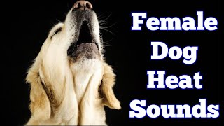 Female dog in heat sound  Dog in heat sounds  Female dog in heat barking [upl. by Landmeier]