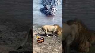 Crocodile stalking Lion crocodile lion [upl. by Milah]