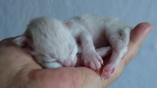 Katzenbaby 2 Tage alt Katzenvideo [upl. by Adnohsek]