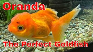 A Beginners Guide To Oranda Goldfish Care [upl. by Corabella589]