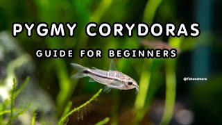 PYGMY CORYDORAS  FULL GUIDE ON PYGMY CORYDORAS BREEDING TANK SIZE DIET PERFECT CONDITIONS [upl. by Delija546]