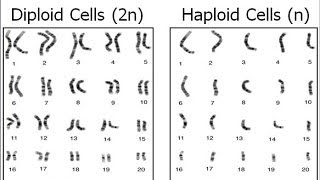 Haploid vs Diploid [upl. by Nowahs799]