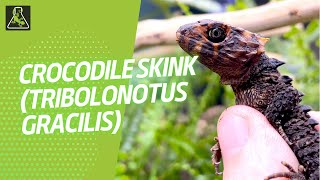 Crocodile Skink Tribolonotus gracilis  Reptile Systems [upl. by Ahsatan]