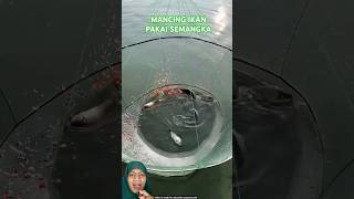 MENJARING IKAN PAKAI SEMANGKA fish fishing experiment amazingfacts [upl. by Jeffry]