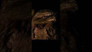 Tawny Frogmouth birds wildlife animals tawnyfrogmouth australiananimals [upl. by Cerellia]