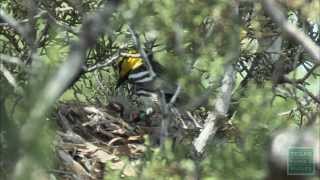 Austins Warblers Nesting Goldencheeked Warblers [upl. by Ttenneb]