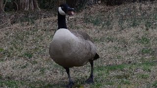 Goose hissing loud sound  noise [upl. by Mosi310]