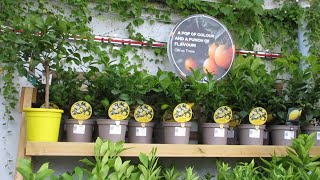 Plant Nursery Tour  Plants with Price  Plant Nursery Near Me  Part 3 [upl. by Ceevah]