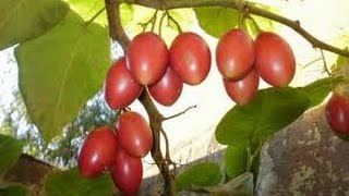 How to Prune Tomato Tree  Tamarillo  Tomate de Arbol  Maintenance  TvAgro por Juan Gonzalo Angel [upl. by Creedon]