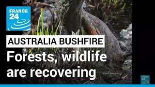 Australia after the bushfire Fireravaged forests and wildlife are recovering • FRANCE 24 English [upl. by Bruckner168]