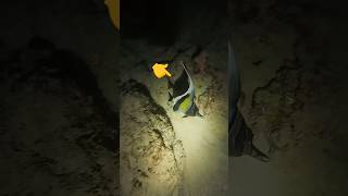 Chidiya Tapu Night Diving tamil fish aquarium adventure travel freetofly shorts [upl. by Ttenaej969]