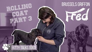 Rolling coat on Fred the Brussels Griffon  part 3  Kitty Talks Dogs  TRANSGROOM [upl. by Mya]