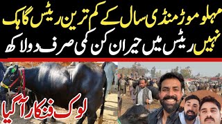 Today Malumor Mandi Jhang  Buffalo Fresh Rates Update  Buffalo Mandi 2024 [upl. by Trey]