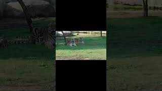 Tiger at Dubai Safari Park trending viral shortsvideo funnyshorts shorts funny ytshorts [upl. by Schulz]