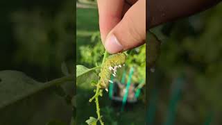 Parasitic wasp cocoons on a hornworm [upl. by Haimorej]