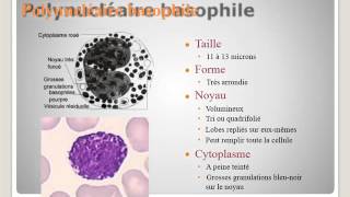 SEMIOLOGIE Interprétation de lhémogramme [upl. by Kirbee]