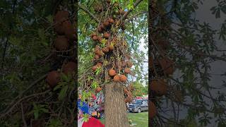 Cannonball tree unusual fruittrees flowers fruits [upl. by Akiner]