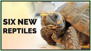 Driving 500 Miles for 6 New Animals  Virginia Reptile Road Trip [upl. by Dnalwor914]