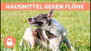 6 HAUSHALTSMITTEL Gegen HUNDEFLÖHE 🐶🐜 Wirken Sie [upl. by Strander540]