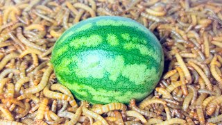 10 000 MEALWORMS VS WHOLE WATERMELON MEALWORMS EATING WATERMELON [upl. by Kcub]