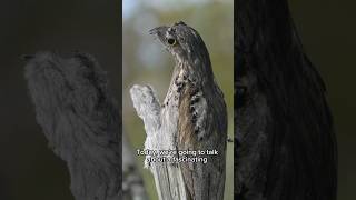 Nyctibius animals birds birdsbirds wildwildlife shorts shortvideo [upl. by Sherburne]