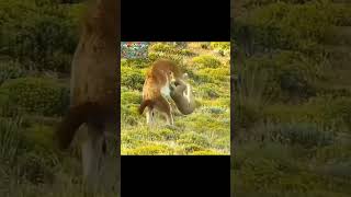 Pronghorn’s Epic Kick Saves It From Lion Attack [upl. by Ohs630]