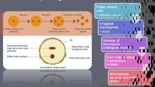 Formation microspore and megaspore [upl. by Twyla]