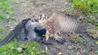 Hawk v Falconwho wins in the wild [upl. by Annabela]