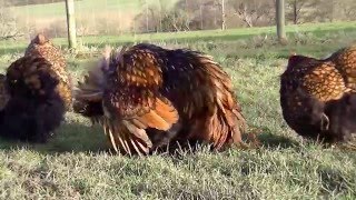 Shalfleet Poultrys Gold laced Orpingtons February 2 2016 [upl. by Ahsenar]