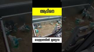 ആടിനെ മുക്കുന്ന വെള്ളം Sheep Dip sheepdip sheep facts [upl. by Eugenides610]