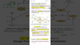 biochemistryglycogen metabolism part 5covalent regulation muscle phosphorylase [upl. by Greeson]