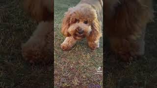 Cavoodle cuteness  fetching ball [upl. by Rats619]