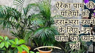 Areca palm  Areca Palm Care  ऐरेका पाम की पत्तियों को हराभरा रखने के लिए इन बातों का ध्यान रखें [upl. by Dnilazor]