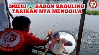 BABON SAGULING SENSASINYA LUAR BIASA  mancing saguling terbaru [upl. by Akcir]