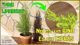 🌲Cuidados del Ciprés GoldCrest Cupressus Macrocarpa var Goldcrest🌲 [upl. by Cressi]