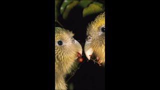 The Kakapo Parrot Mating Ritual New Zealand 💕 shorts [upl. by Robaina]