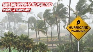 Will My Fruit Trees Survive The Hurricane [upl. by Stretch]