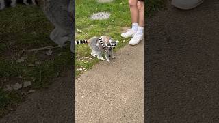 Family of Ringtailed lemur 🪵🌿🦝🪨 safari animals [upl. by Biondo]