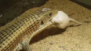 Plated Lizard devour a Hopper mouse [upl. by Cordy654]