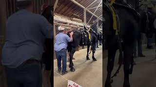 GRWM 😉 NAT’L CLYDESDALE SHOW THE 6 HORSE HiTCH 🥰 justthebells10 horseshow drafthorses [upl. by Adnaerb]