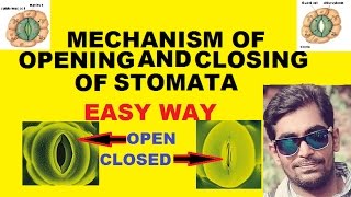 MECHANISM OF OPENING AND CLOSING OF STOMATA [upl. by Yankee159]